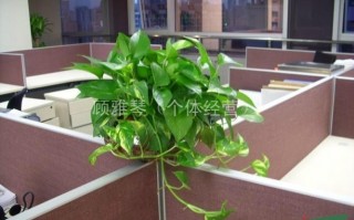 花卉租赁运营，花卉租赁合同范本